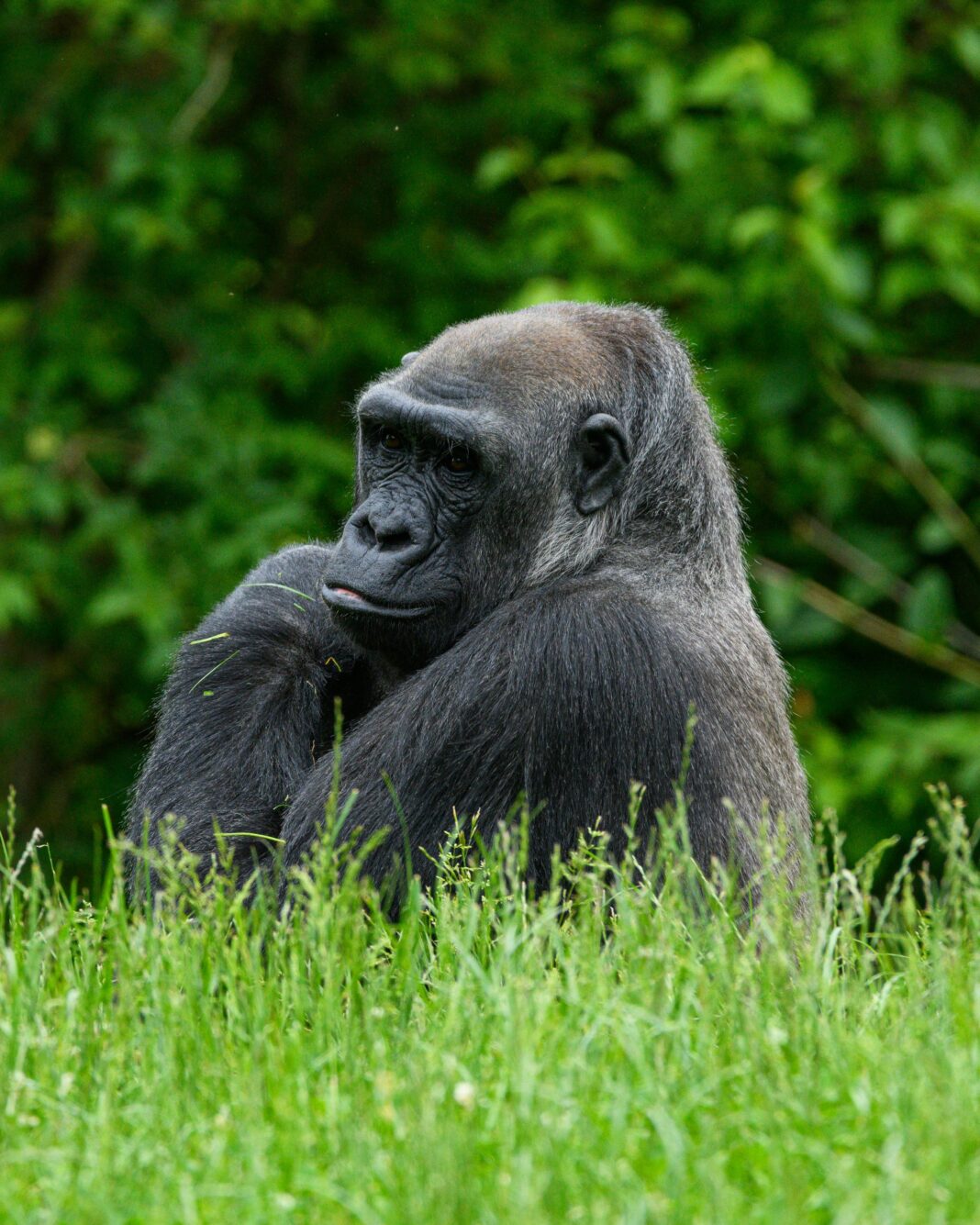 The Majestic Silverback Gorilla: Guardian of the African Forests