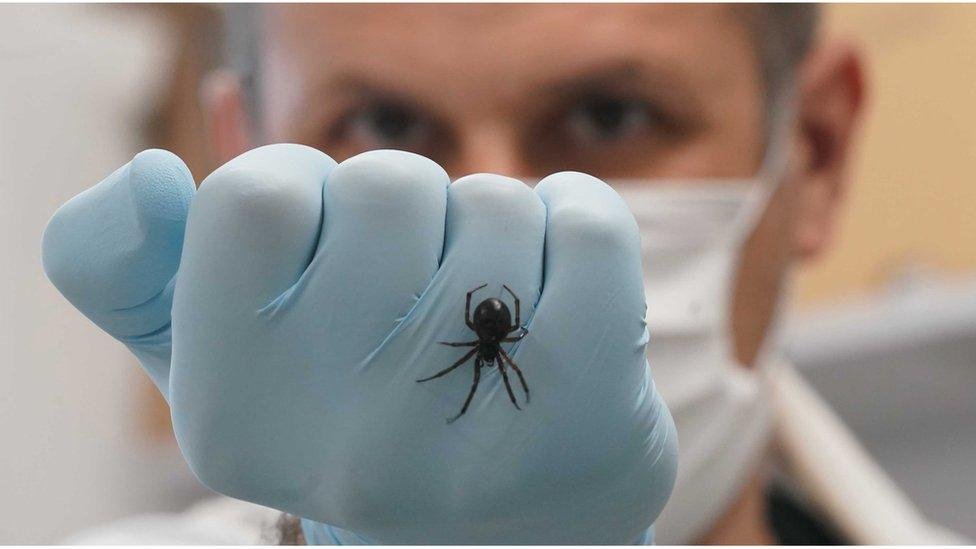 False Widow Spider UK